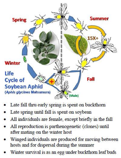 gw manis: Aphids Life Cycle