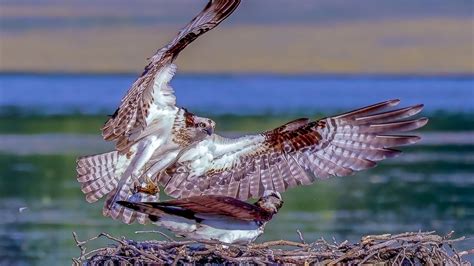 Nature S Intimate Ballet Osprey Couple S Majestic Mating Ritual Over