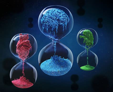 Massive biomolecular shifts occur in our 40s and 60s, Stanford Medicine