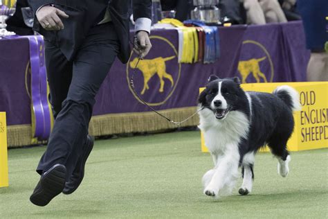 The Latest Slick Show For Border Collie At Westminster Ap News