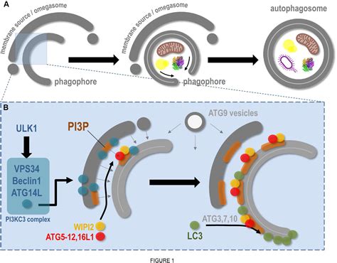 Frontiers Endoplasmic Reticulum Membrane And Contact Site Dynamics In