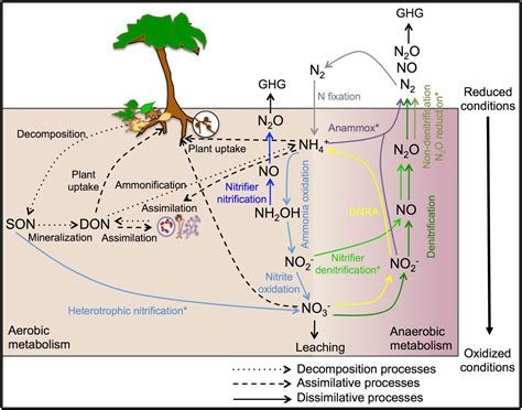 Frontiers Ecology Of Nitrogen Fixing Nitrifying And Denitrifying