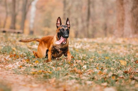 8 Belgian Malinois Breeders: Best Places To Find A Puppy