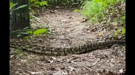 Largest Rattlesnake Ever Caught