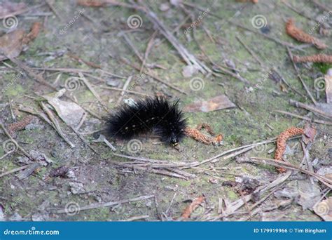 Black Woolly Bear Caterpillar Worm Stock Photo - Image of morning, spider: 179919966