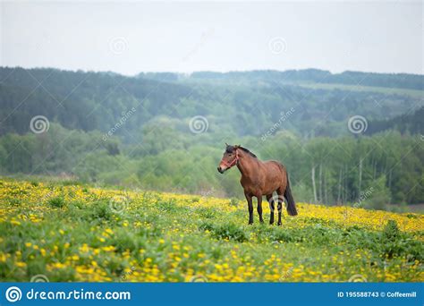 Pastoreio De Cavalos Imagem De Stock Imagem De Floresta