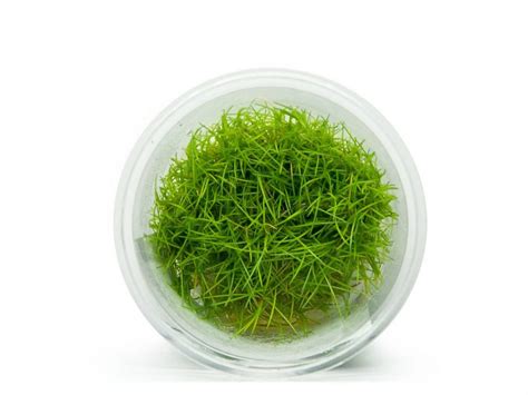 Eleocharis Sp Mini In Vitro Akvarioverastliny Sk