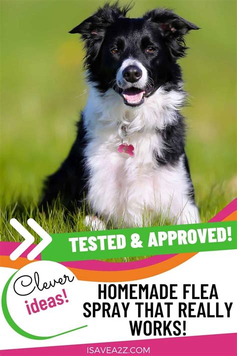 Homemade Homemade Flea Spray for dogs! Chemical free!