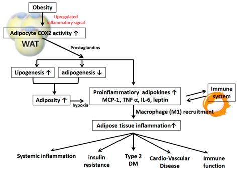 Ijms Free Full Text The Dualistic Effect Of Cox Mediated