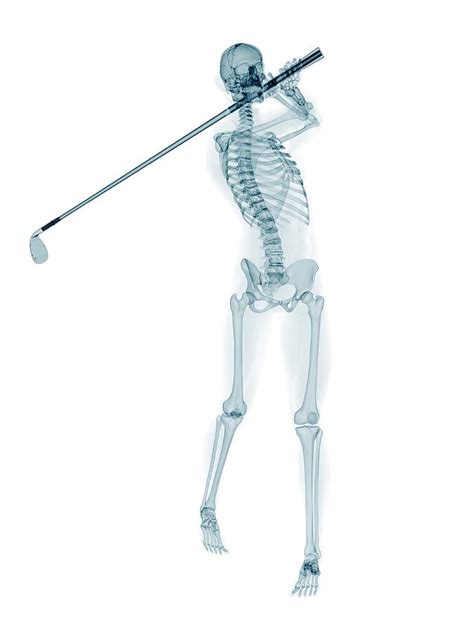 Skeleton Playing Golf Photograph By Scieproscience Photo Library