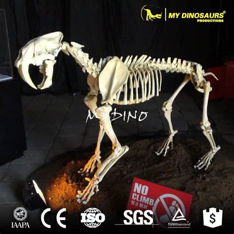 AS-001 Life Size Animal Skeleton of Saber-Toothed Tiger | My Dinosaurs