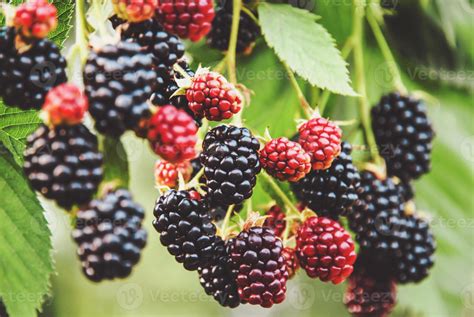 Cultivo De Frutas De Mora Moras Maduras En Rama Planta De Zarzamora