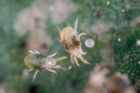 Control Tools For Mites In Almonds West Coast Nut