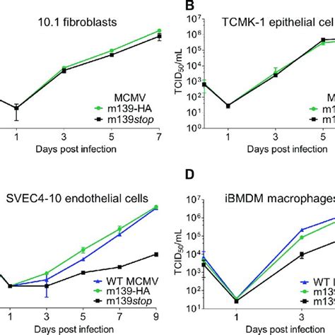 Mcmv M Is Important For Viral Replication In Macrophages And