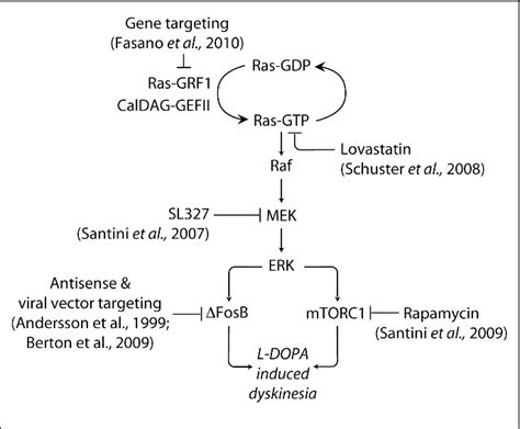 Figure 2 From L Dopa Induced Dyskinesia And Abnormal Signaling In