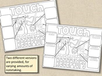 Sense of Touch - Touch Receptors Illustrated Notes & Diagrams | TpT