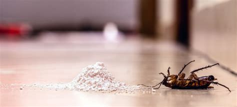 How Quickly Does Baking Soda Kill Roaches Security Termite And Pest Control