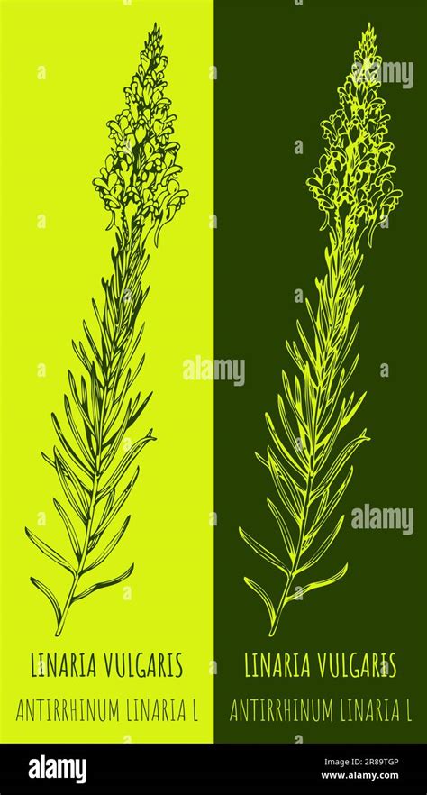 Dibujos Vectoriales Comunes Toadflax Ilustración Dibujada A Mano Nombre Latino Linaria