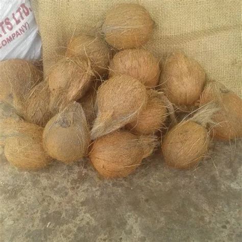 A Grade Solid Jalandhar Semi Husked Coconut Packaging Size 25 Kg