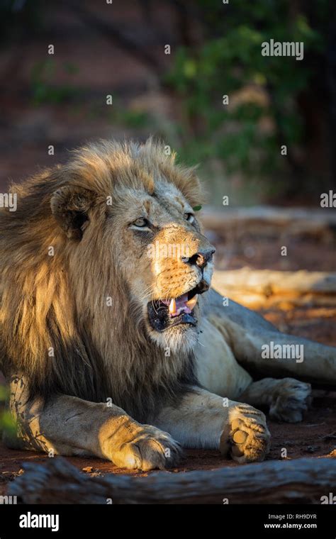 African Lion Male Portrait In Kruger National Park South Africa