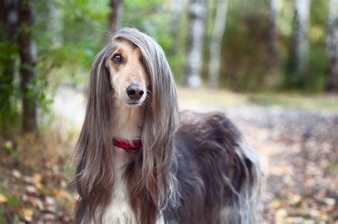 Adoption Thursday: Afghan Hound Rescue