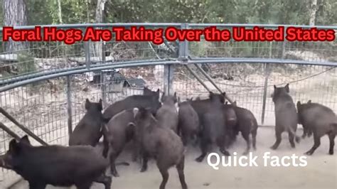 Feral Hogs Are Taking Over The United States Wild Feralhogs Wildpigs