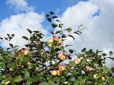 Manzanas Que Cuelgan De Una Rama De Rbol En Un Manzanar Imagen De