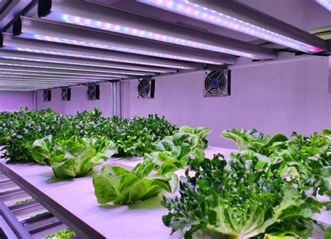 Ismea Investe Sei Milioni Di Euro Nella Vertical Farm Di Kilometro