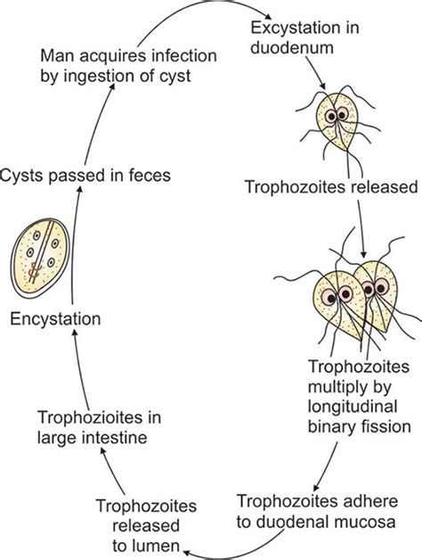 Giardia Lamblia Cyst Diagram