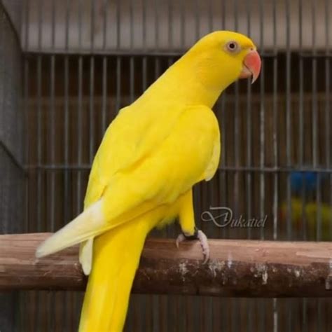 jiskani birds pak youtube