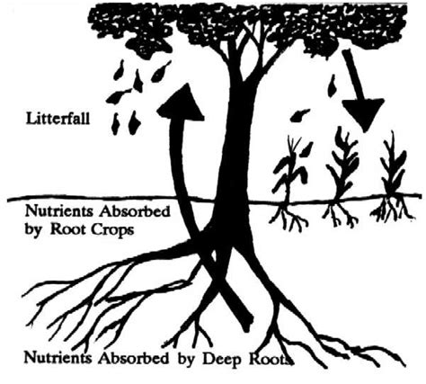 Hedgerow Intercropping with Upland Root Crops - Winrock International