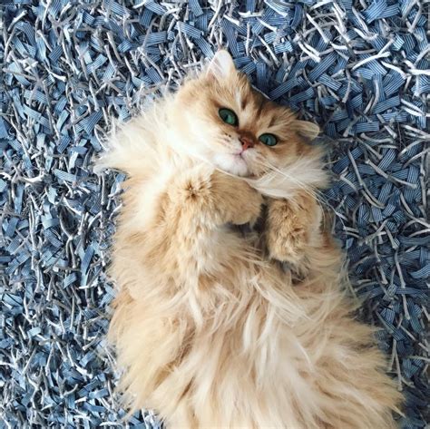 Meet Smoothie The Most Photogenic Cat In The World Pictolic