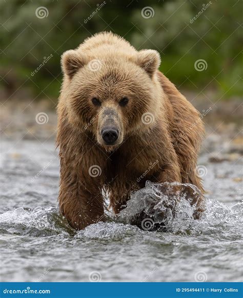 Brown Bear Fishing For Salmon In Alaksa Stock Image Image Of