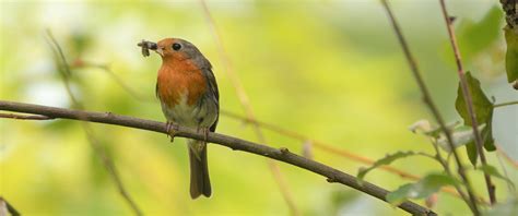 Roodborst Mooie Vogel Met Een Kort Lontje Het Reestdal Nl