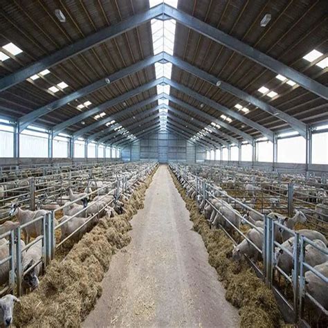 China Low Cost Prefab Galvanized Steel Structure Goat Farm Sheep