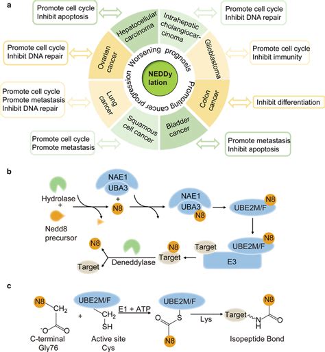 Overview Of The Neddylation Pathway A Impact Of Neddylation In