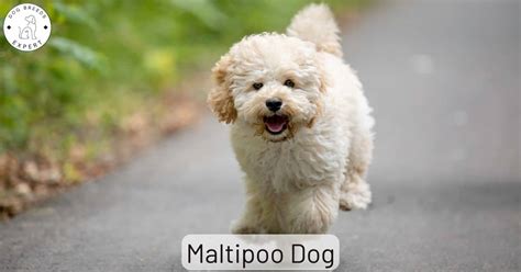 The Maltipoo Hybrid Dog Breed - What's It Like?