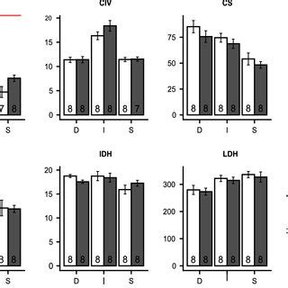 Maximal Enzyme Activity In Flight Muscle Of Ruddy And Common Shelduck