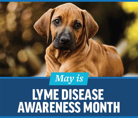 Lyme Disease Awareness