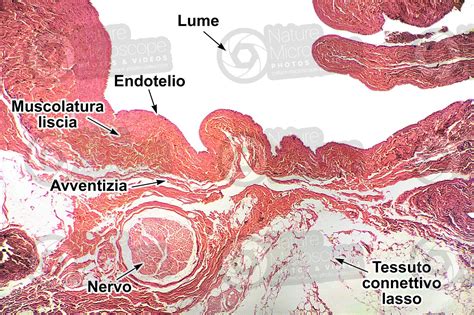 Mammifero Vena Sezione Trasversale 32X Mammiferi Mammiferi