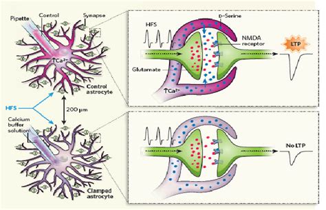 Hippocampal Neuronal Astrocyte This Illustrates An Elegant Data From