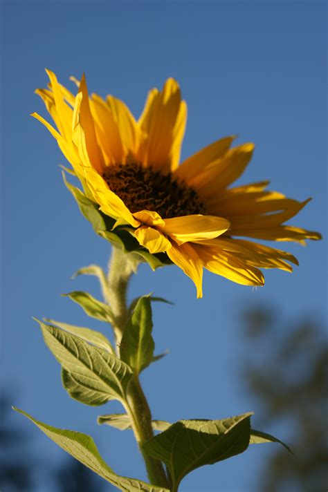 Free Images Nature Field Sunlight Leaf Flower Petal Summer