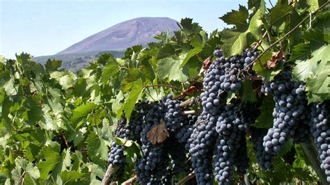 Pompeii Vesuvius Winery Light Lunchcruise Port Tour Italy