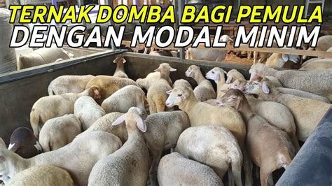 MODAL AWAL UNTUK BREEDING DOMBA BAGI PETERNAK PEMULA WAJIB TAHU PAKAI