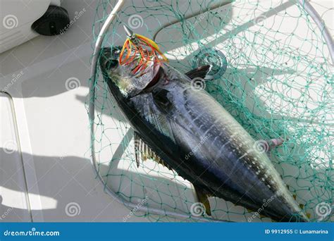 Pesca Mediterrânea E Liberação Do Atum Azul Da Aleta Imagem de Stock