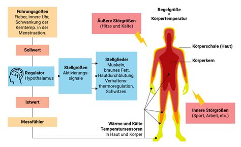 Körpertemperatur Welche Werte sind normal cosinuss