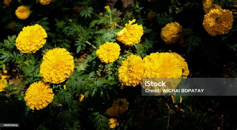 Marigolds Shades Of Yellow Color Floral Background Stock Photo ...