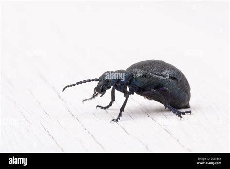 Big Poisonous Violet Oil Beetle Feeding Isolated On White Macro Of