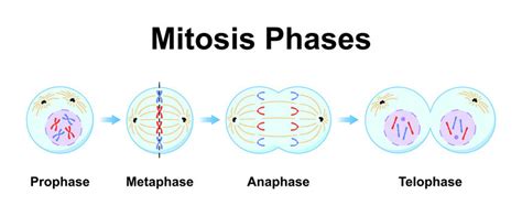 Metaphase Of Mitosis