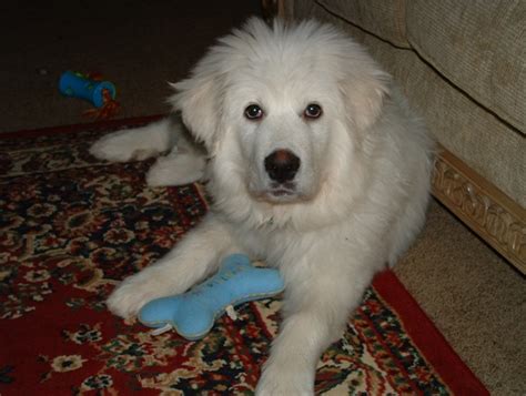 Golden Pyrenees (Great Pyrenees Golden Retriever Mix) | Info, Puppies, Pictures & More